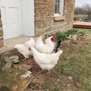 Trying Out a New Feed for my Chickens Image